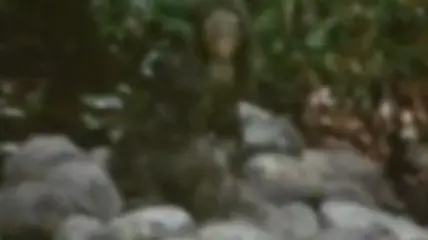 hominido
