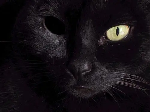 El gato negro- Edgar Allan Poe