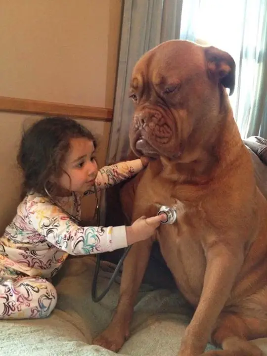 perros perros