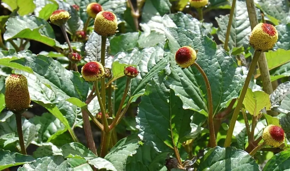7 plantas medicinales que puedes cultivar en tu jardín