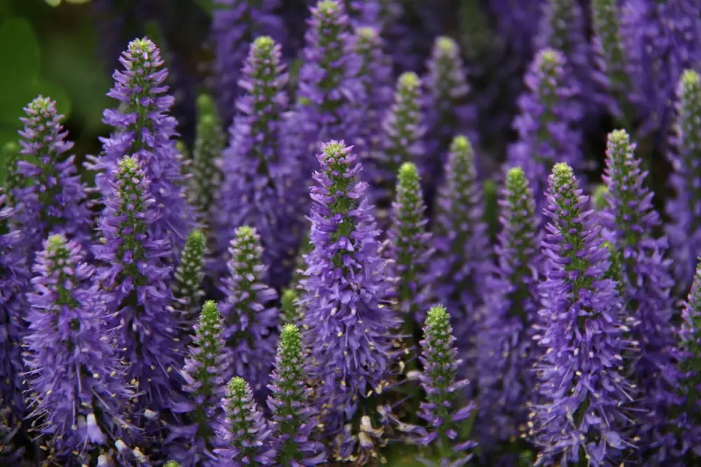 hierbas medicinales