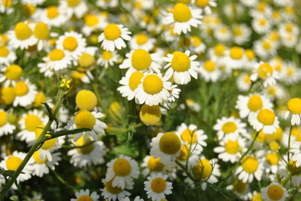 7 plantas medicinales que puedes cultivar en tu jardín