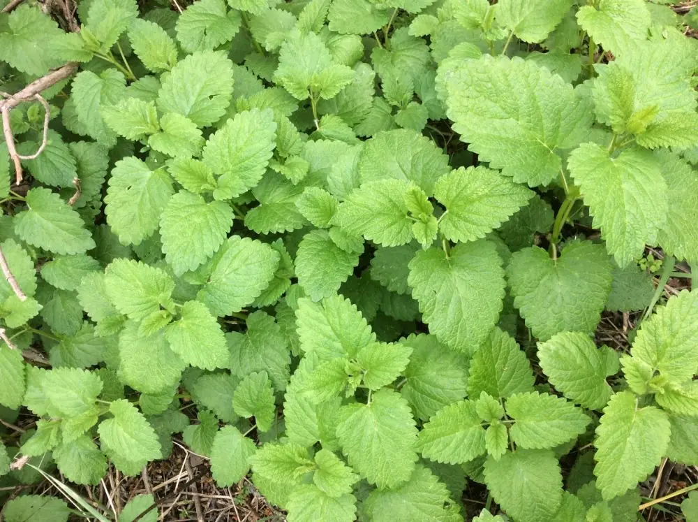 PLANTAS MEDICINALES