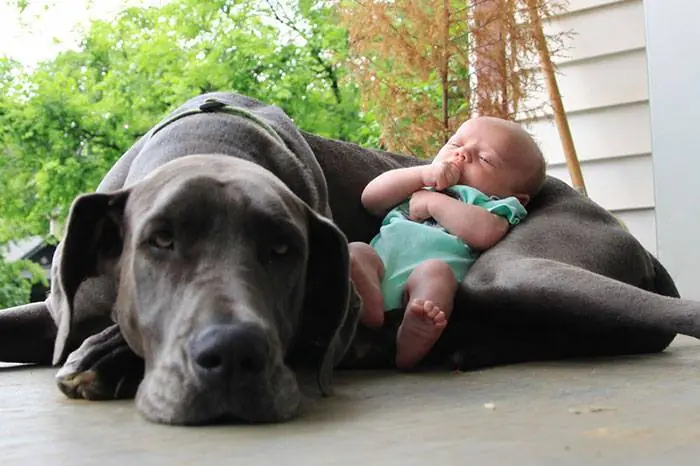 perros perros