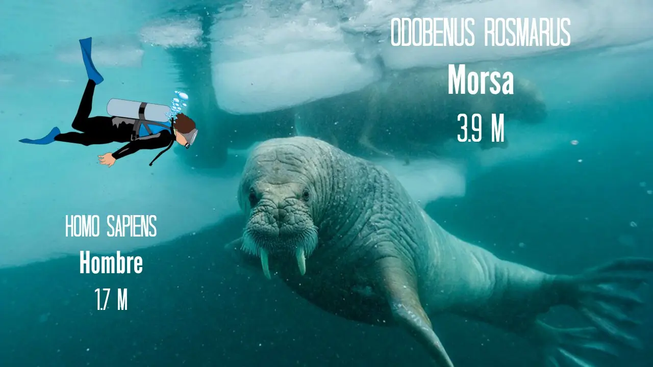 Criaturas