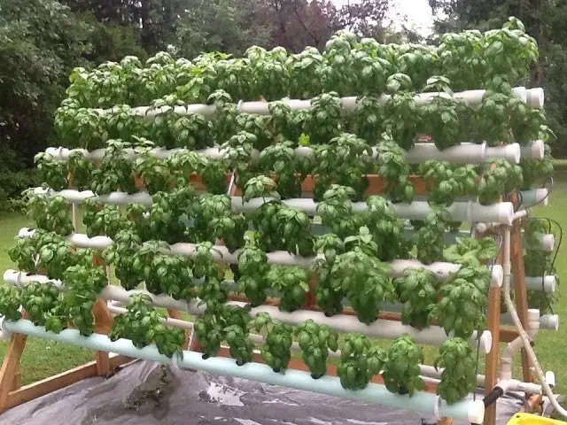 Como hacer un cultivo hidroponico en casa