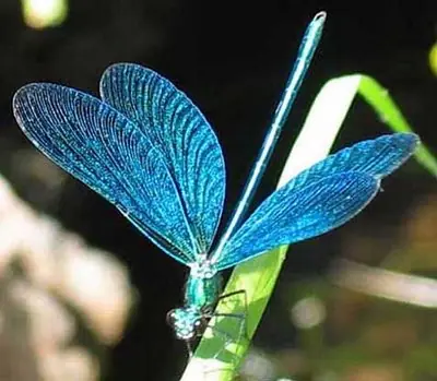 Chupacabras