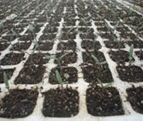 plantas
