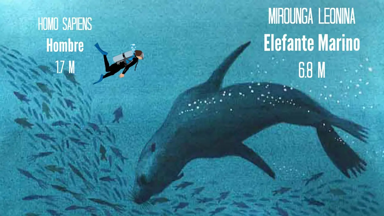 ¿Que tan grande puede llegar a ser una criatura del océano?