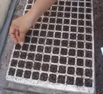 Como hacer un cultivo hidroponico en casa