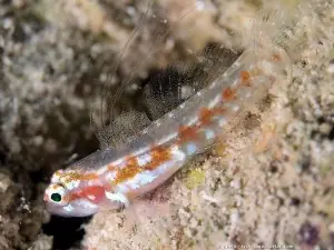 libelulas