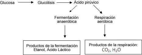 productos productos