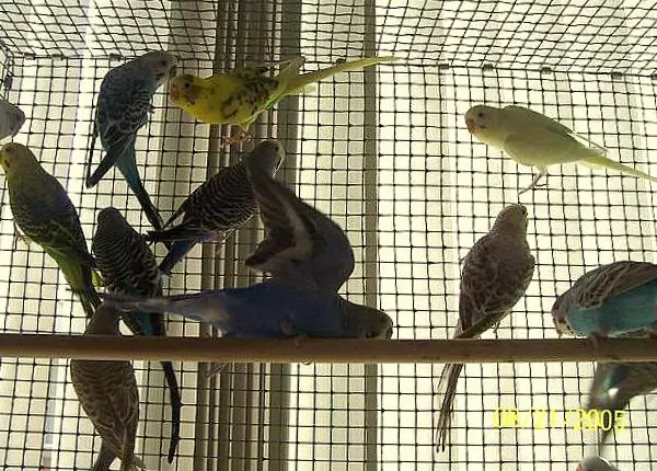 ¿Quieres liberar aves enjauladas? Te muestro cómo