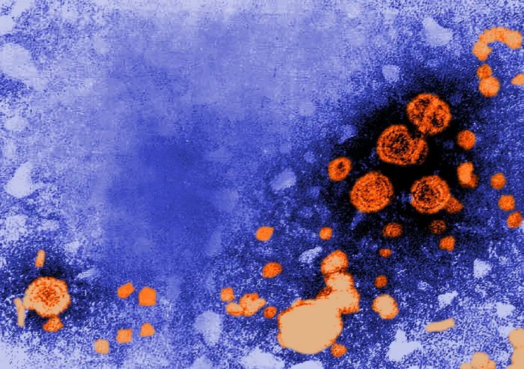 microscopio