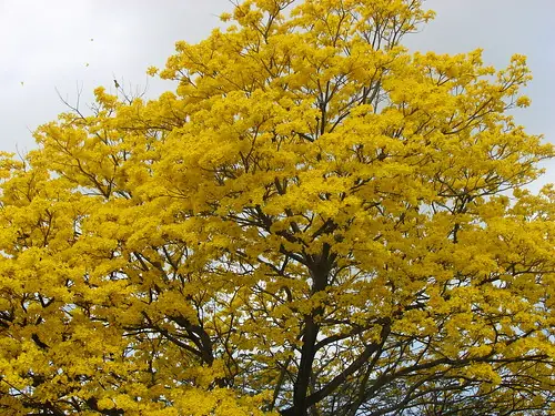 El Florecimiento de los Guayacanes - Mangahurco - Loja - Ecu