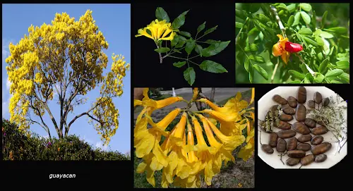 El Florecimiento de los Guayacanes - Mangahurco - Loja - Ecu