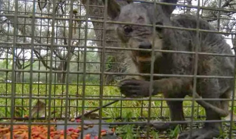 encontraron al chupacabras en santiago del estereo