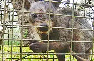 encontraron al chupacabras en santiago del estereo