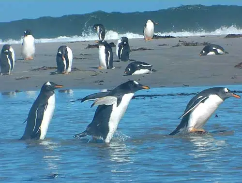 Las Islas Malvinas son hermosas!!!! Las Islas Malvinas son hermosas!!!!