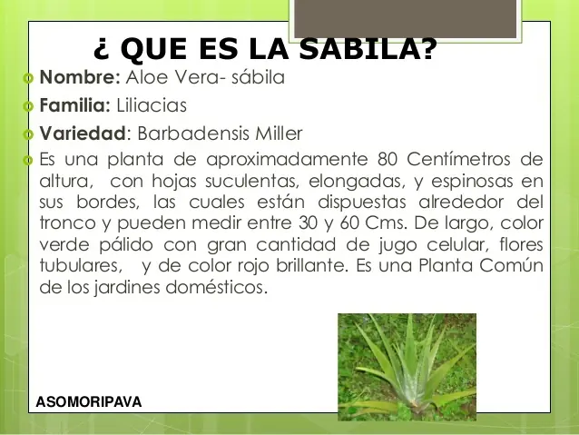 Shampú de sábila o Aloe vera