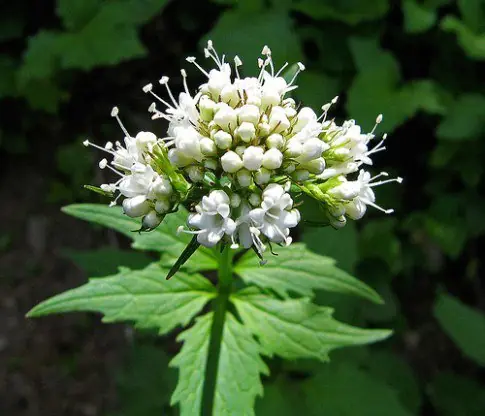 Plantas milagrosas que acabarían con el negocio de farmacias