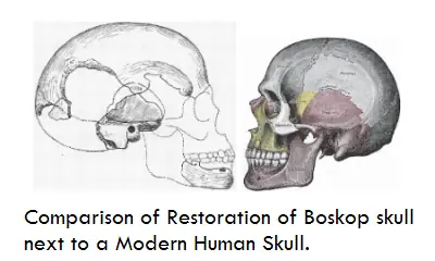 Hominido extinto mas inteligente que el hombre