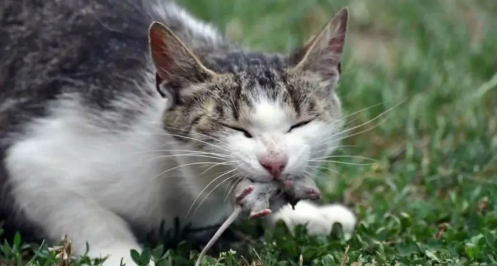 Por qué los animales hacen obsequios extraños