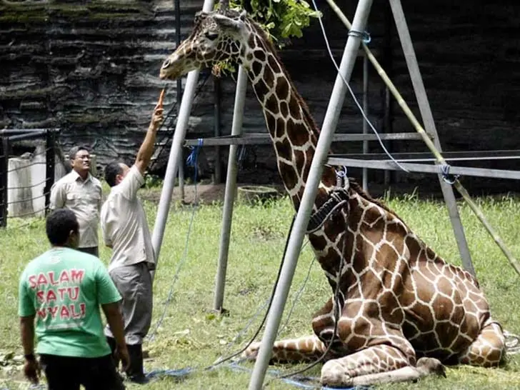 zoologico zoologico