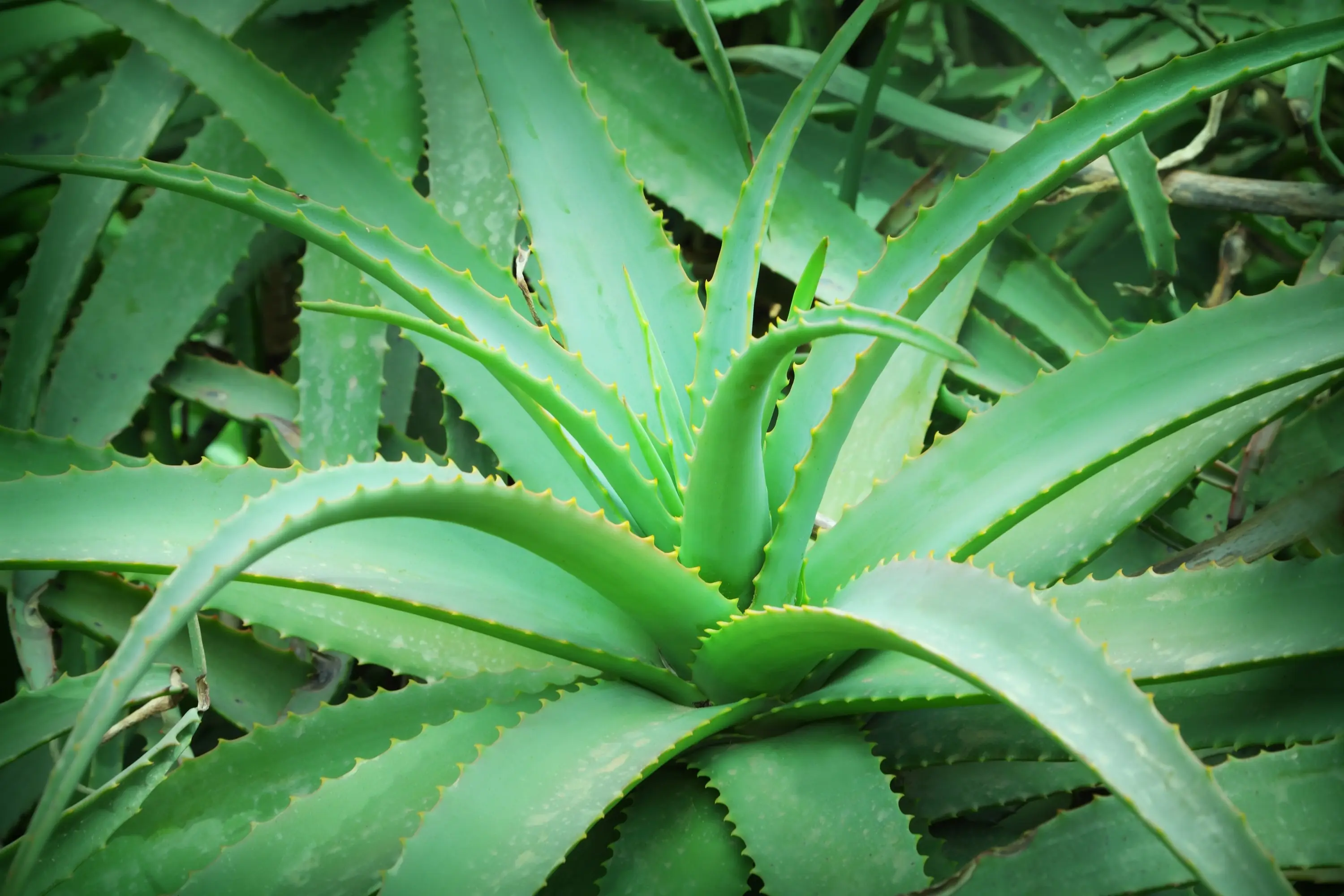 Plantas