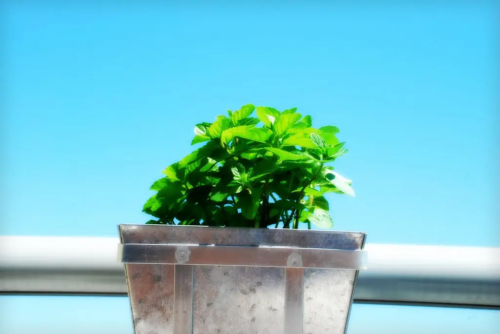 Plantas