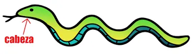 cuello