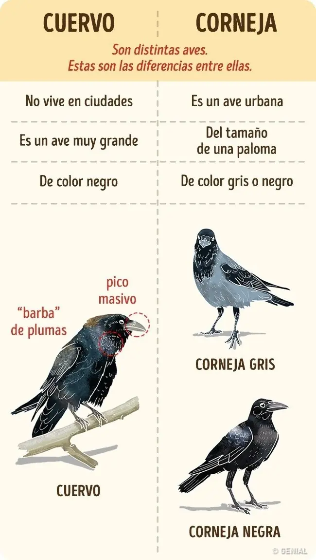 confundimos