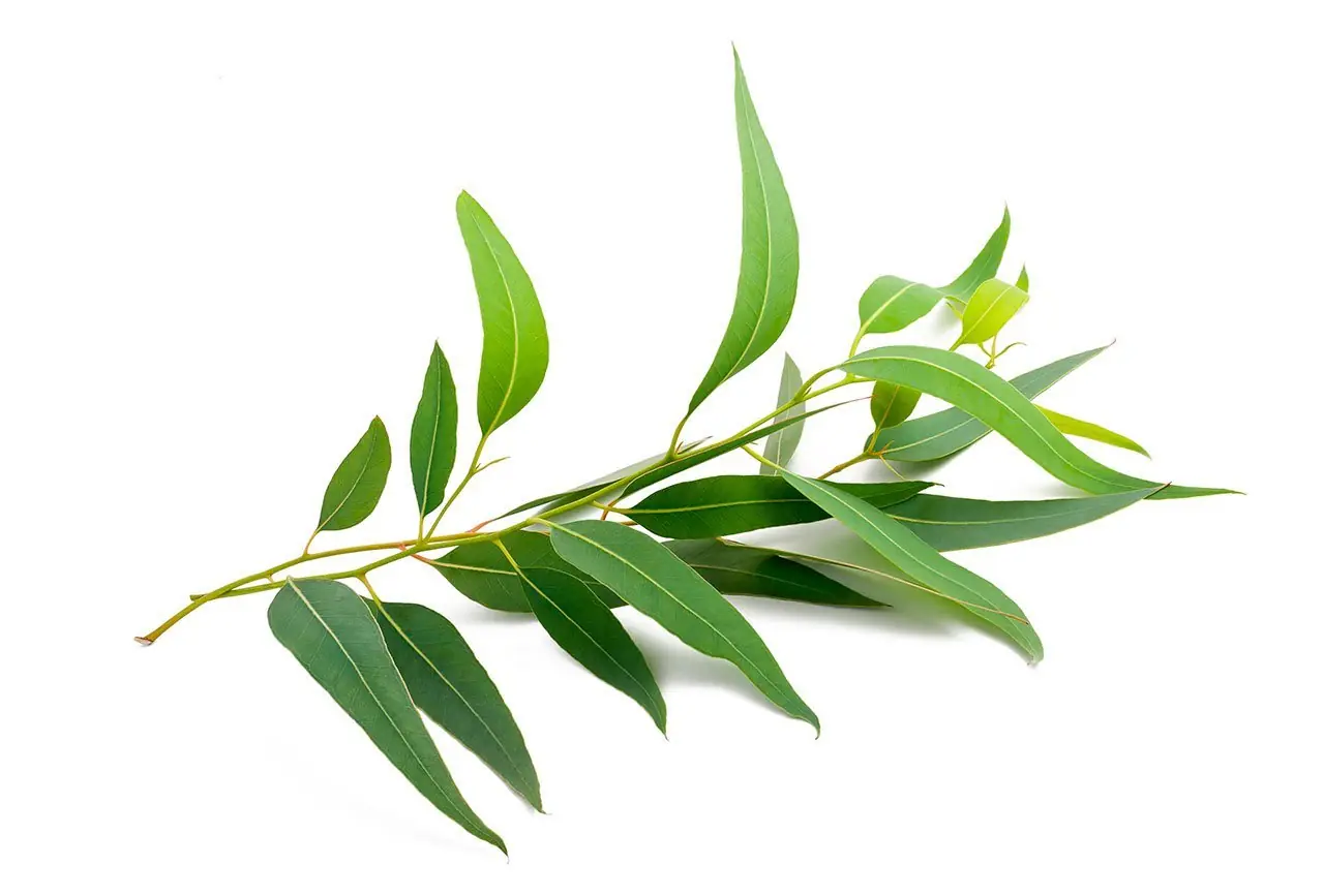 Estas plantas Feng Shui te darán buena suerte