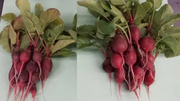 Crean hoja biónica ¿Chau hambre mundial?