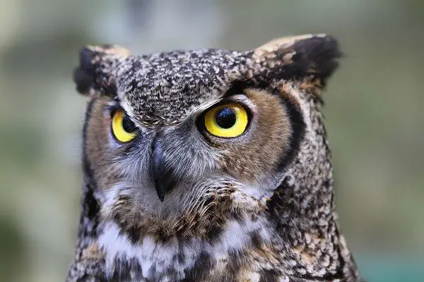 Animales Animales