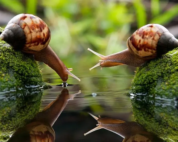 humanos humanos