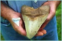 tiburones
