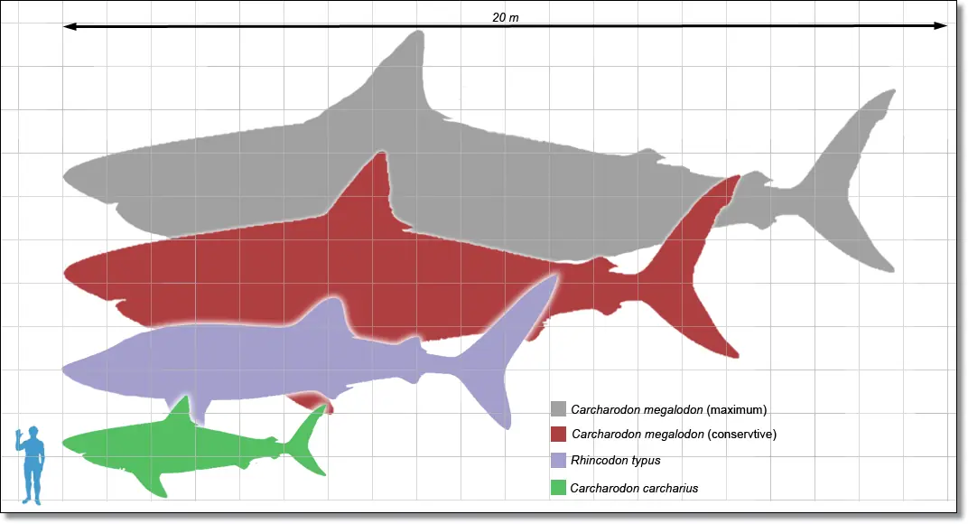 El Megalodon,Tiburón Prehistorico