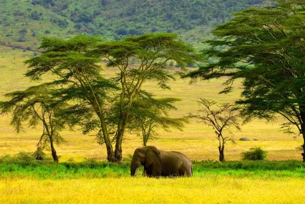 Camerun: Datos y un poco de historia Camerun: Datos y un poco de historia