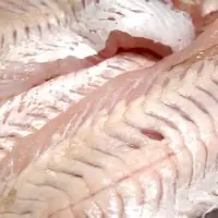 Alimentos prohibidos para el gato.
