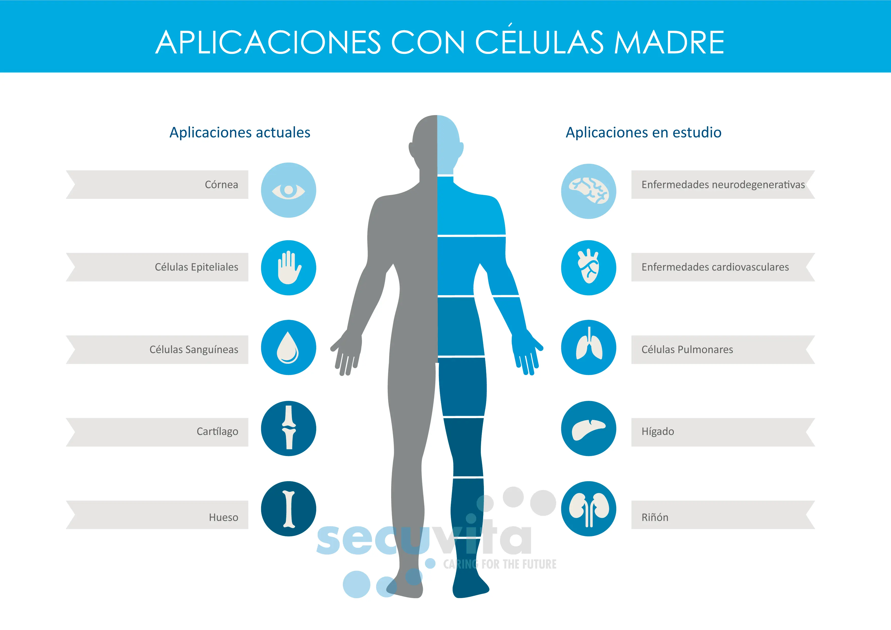 celulas
