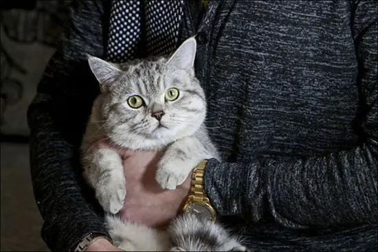 gato