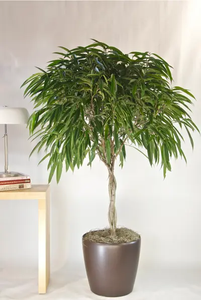plantas plantas