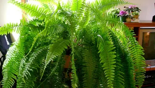 ¿Se te mueren todas las plantas? 9 plantas de interior a pru ¿Se te mueren todas las plantas? 9 plantas de interior a pru