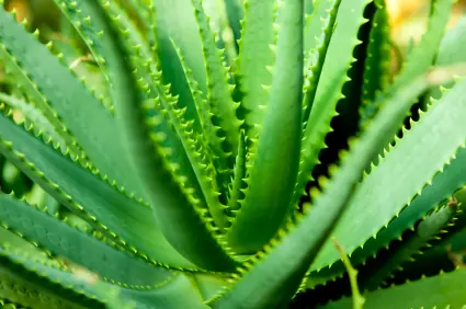 plantas plantas