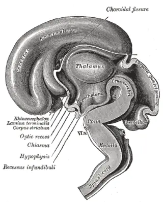 cerebro humano