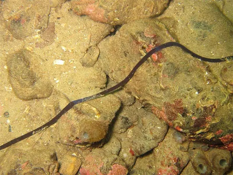 abelnep