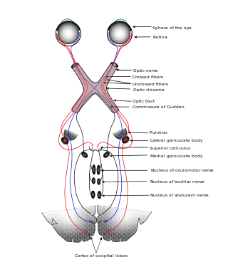 El cerebro humano [Inteligencia colectiva]