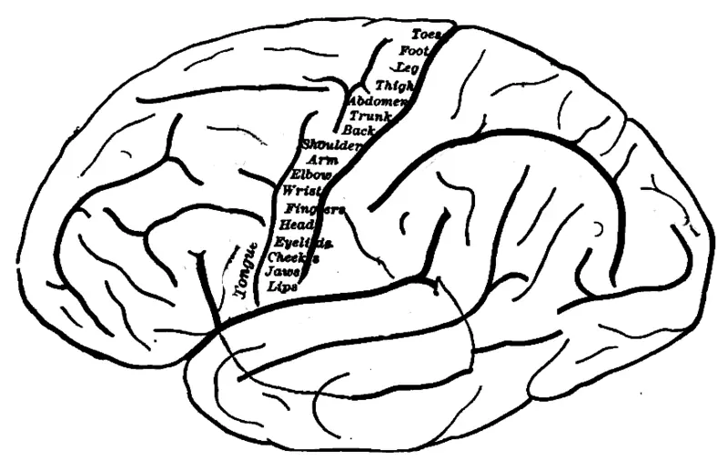 cerebro humano