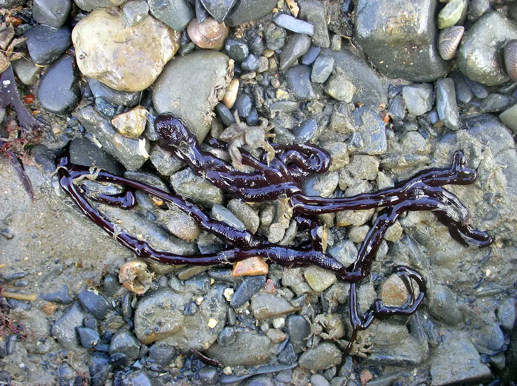 cordon de bota